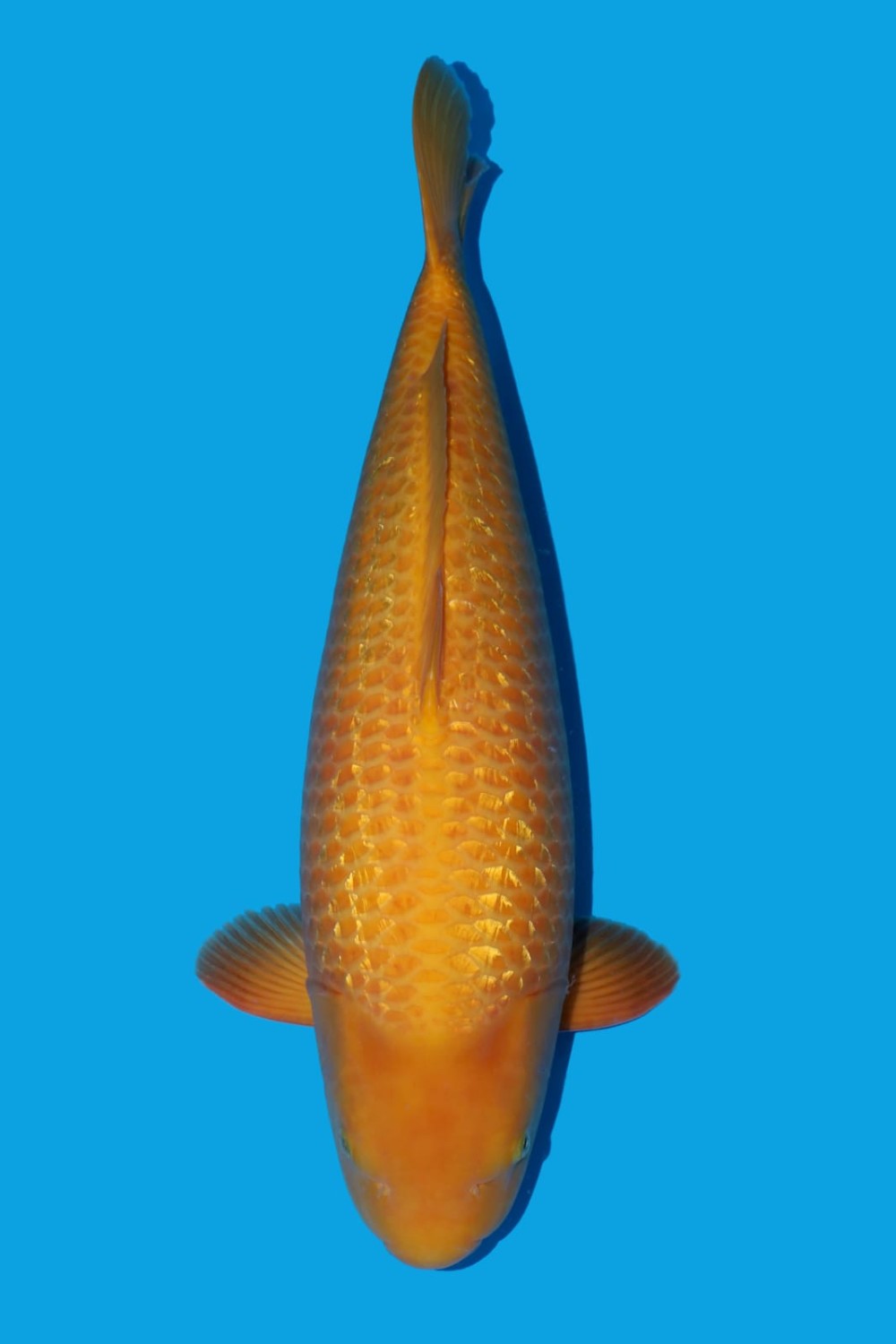 Juara 2