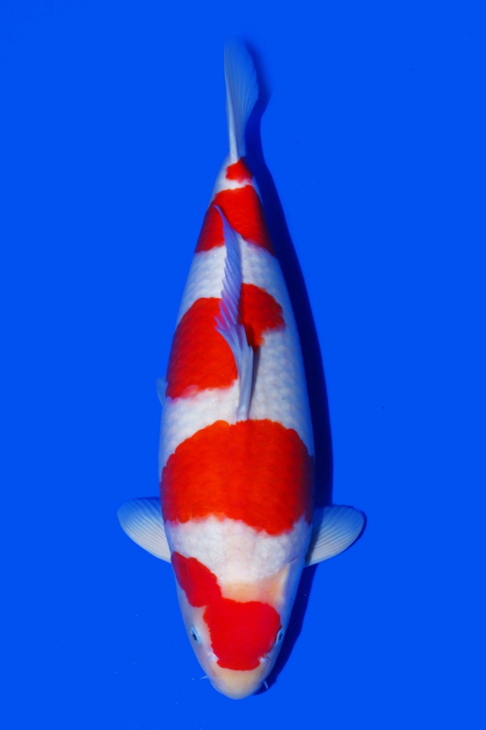 Juara 2