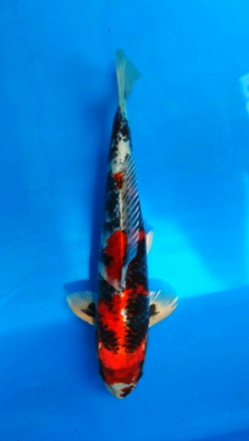 Juara 3