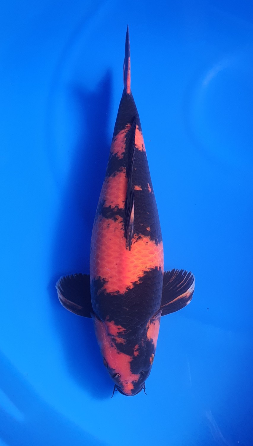 Juara 5
