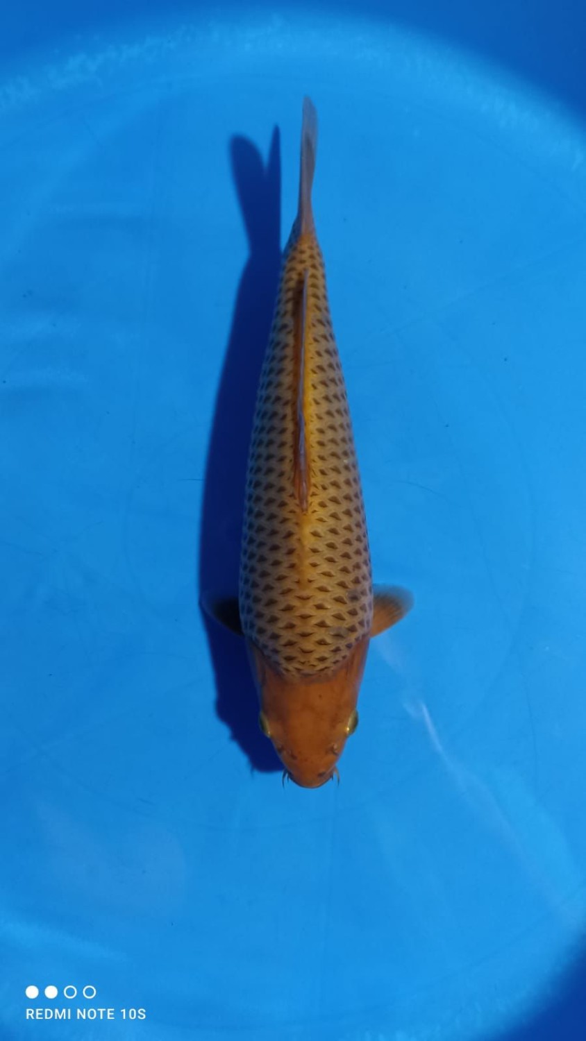 Juara 4