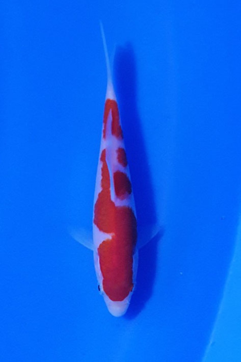 Juara 5