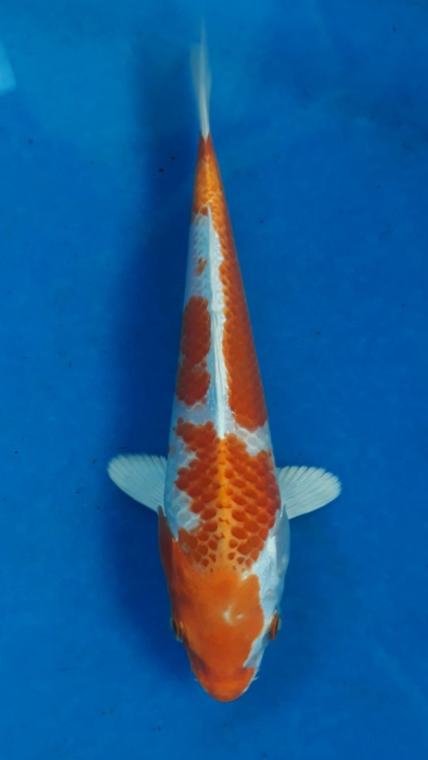 Juara 3