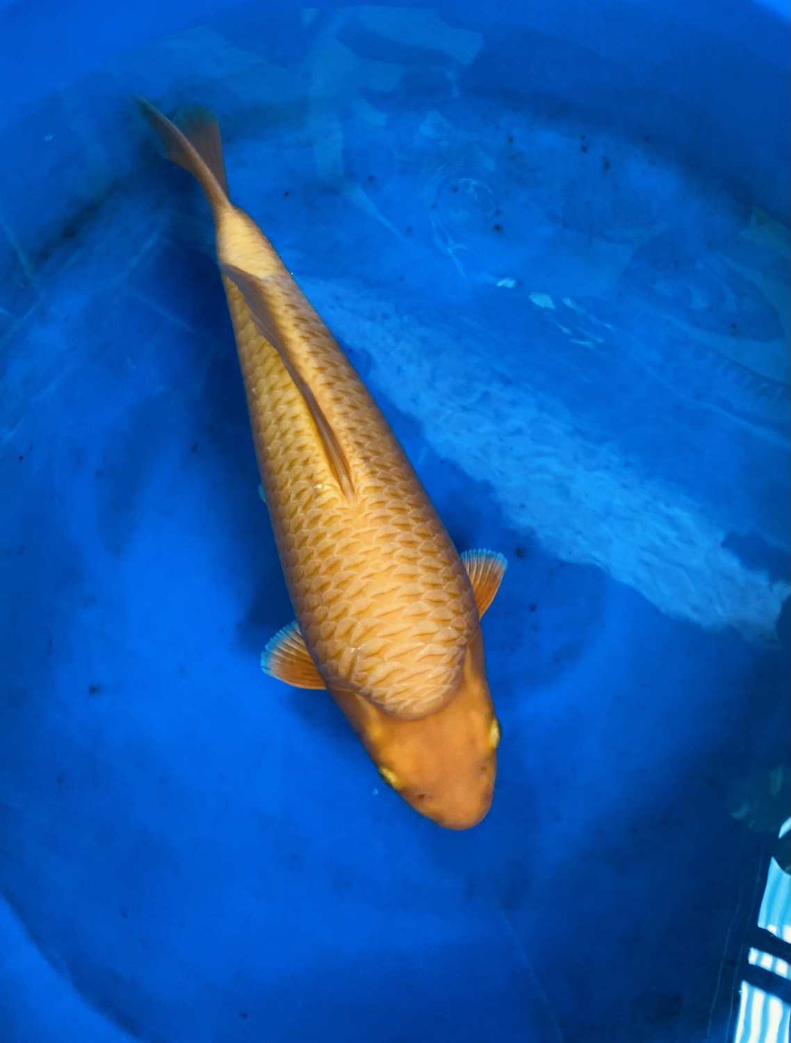 Best In Size E 36 - 40 cm