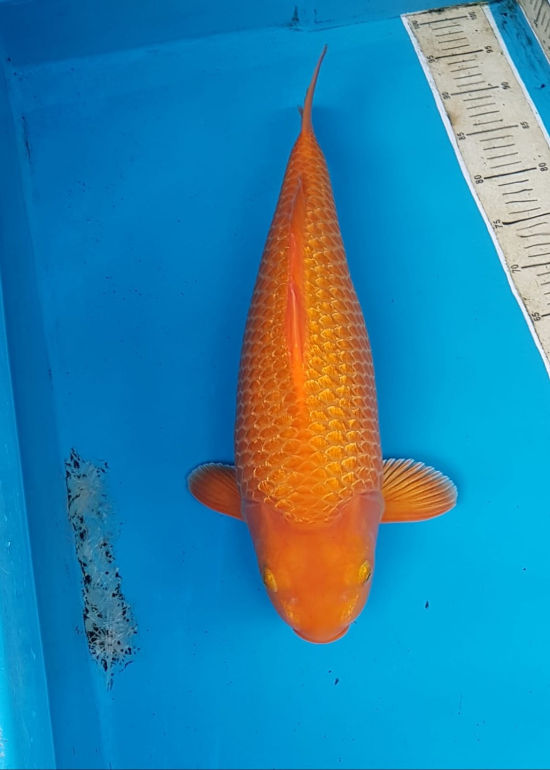 Juara 1