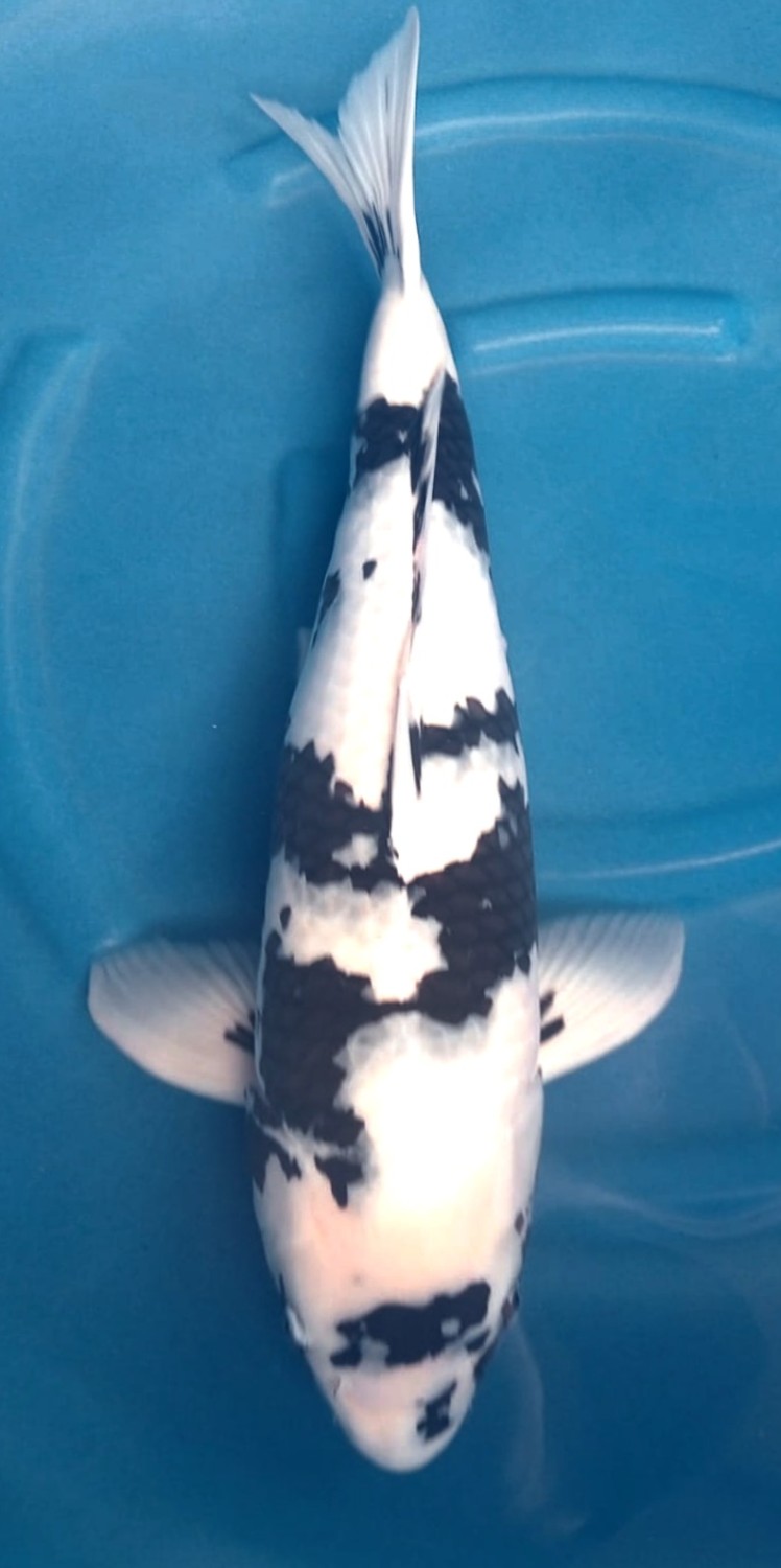 Juara 2