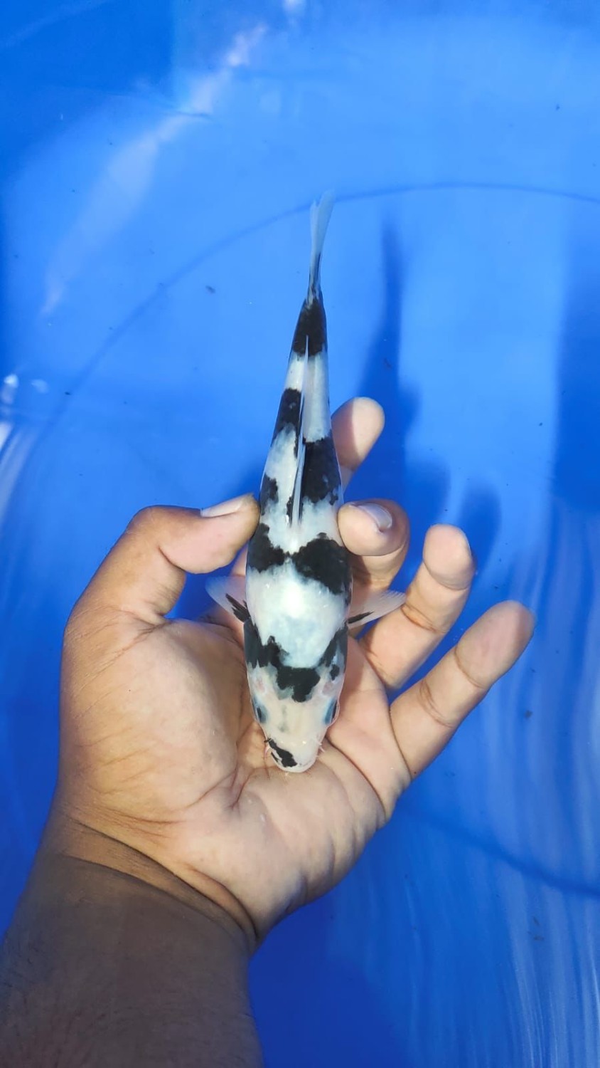Juara 2