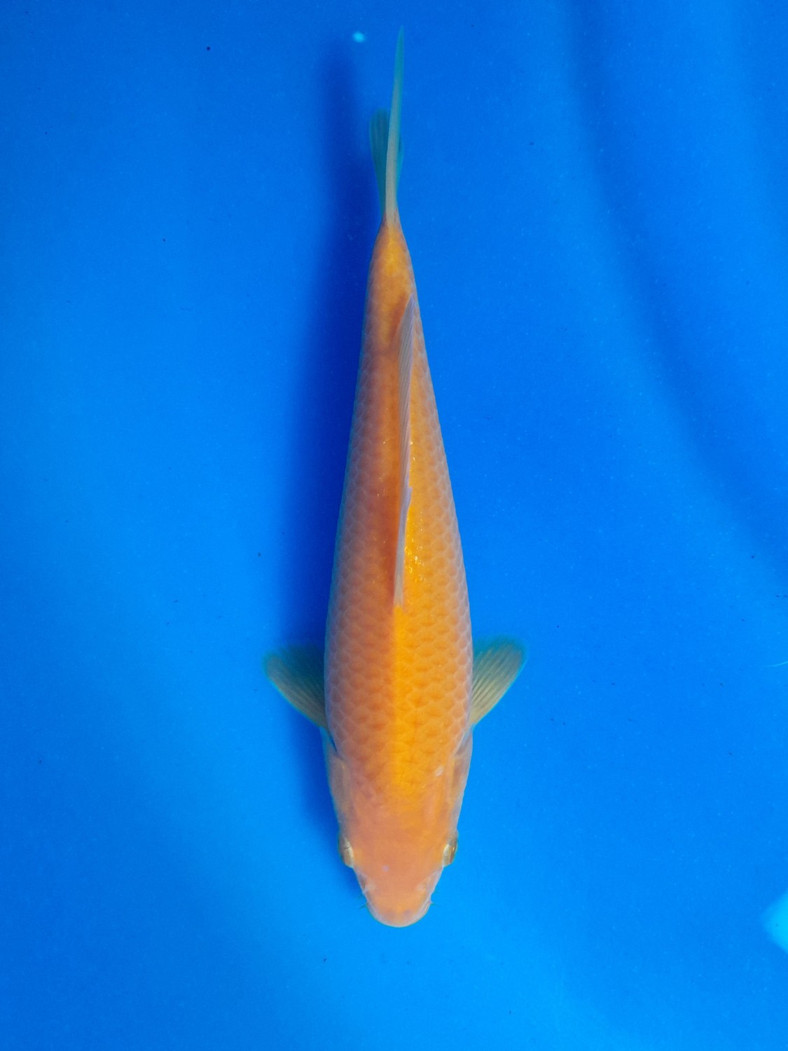 Juara 4