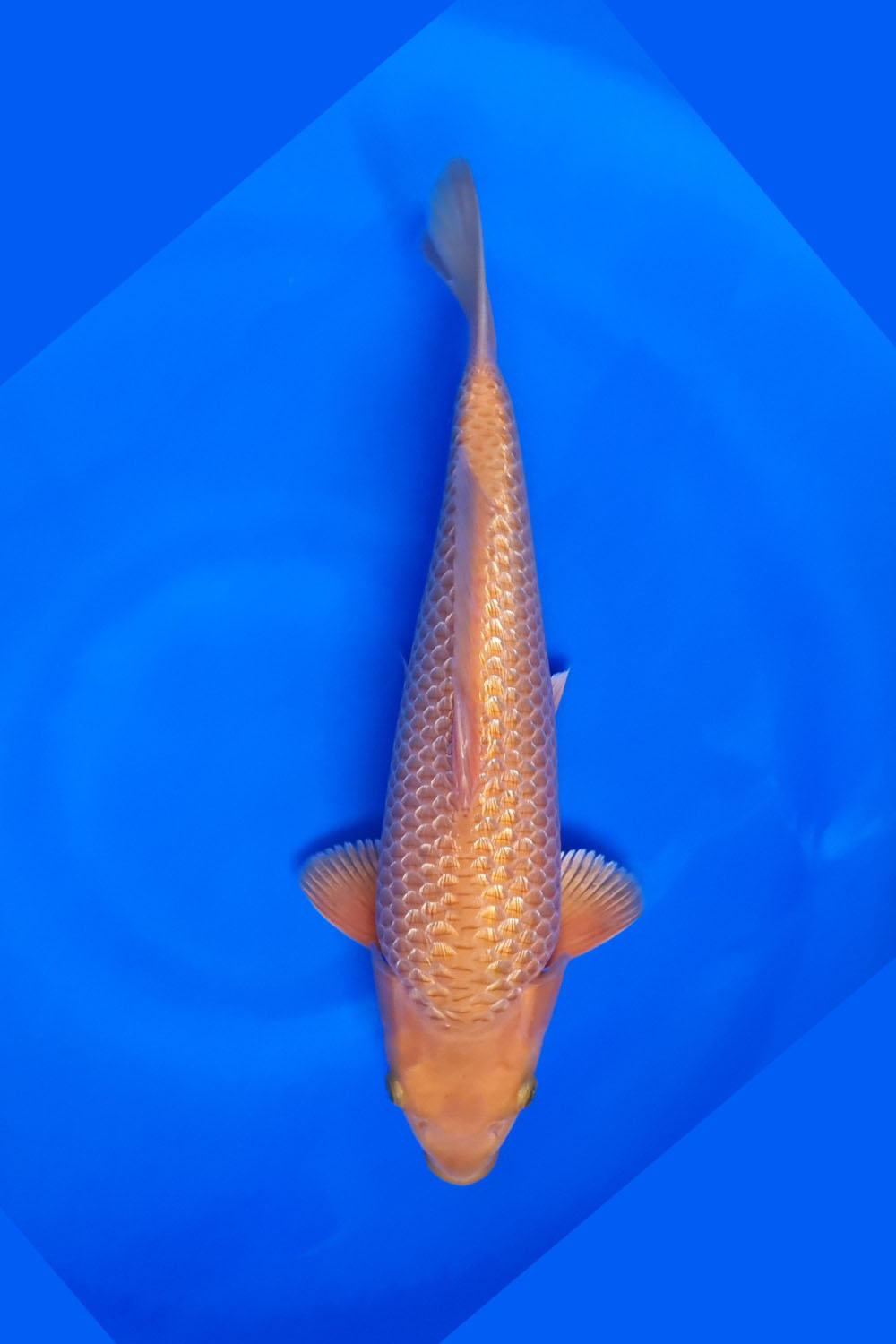 Juara 3