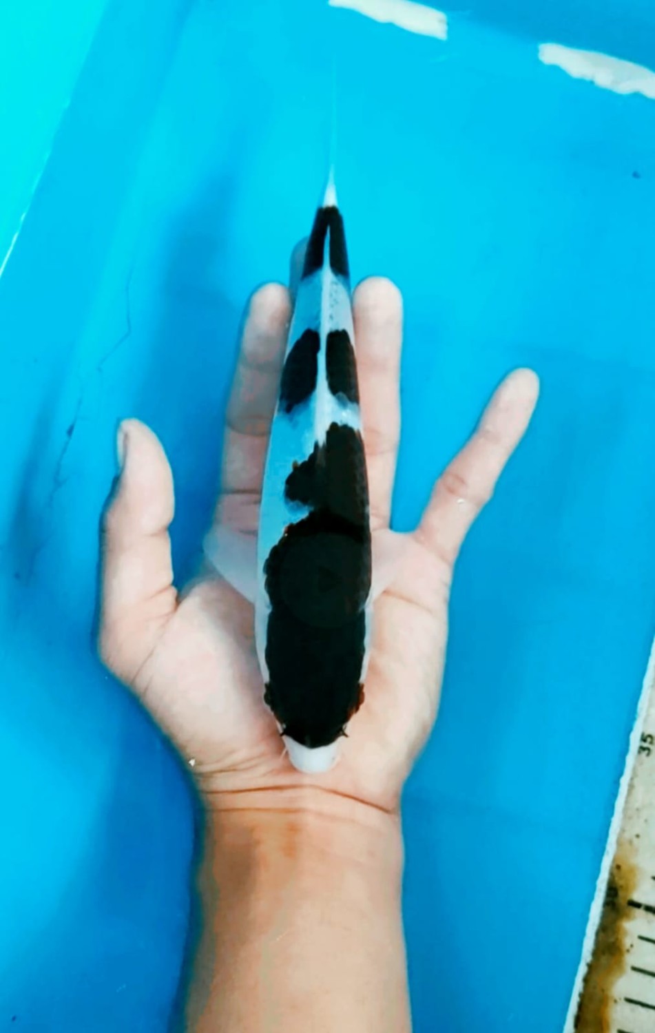Juara 4