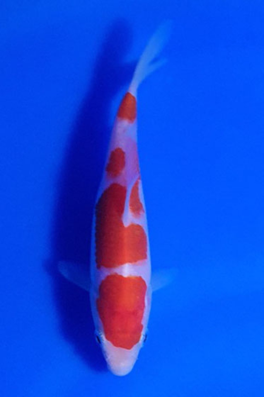Juara 2