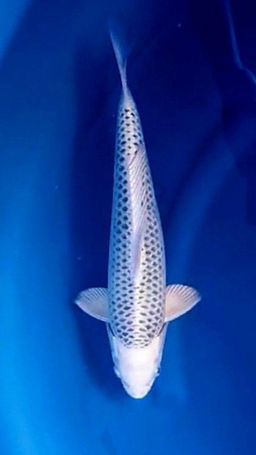 Juara 4