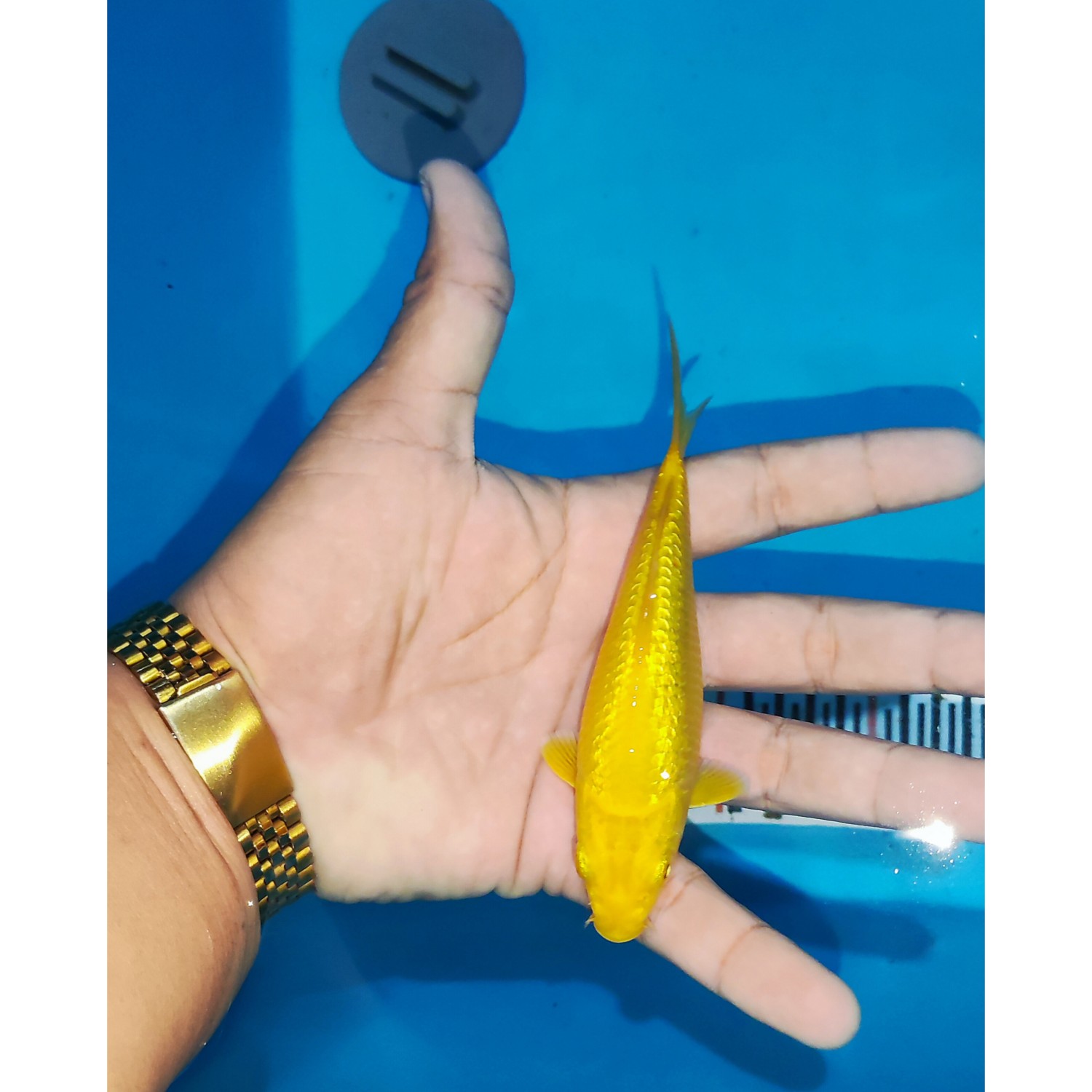 Juara 2