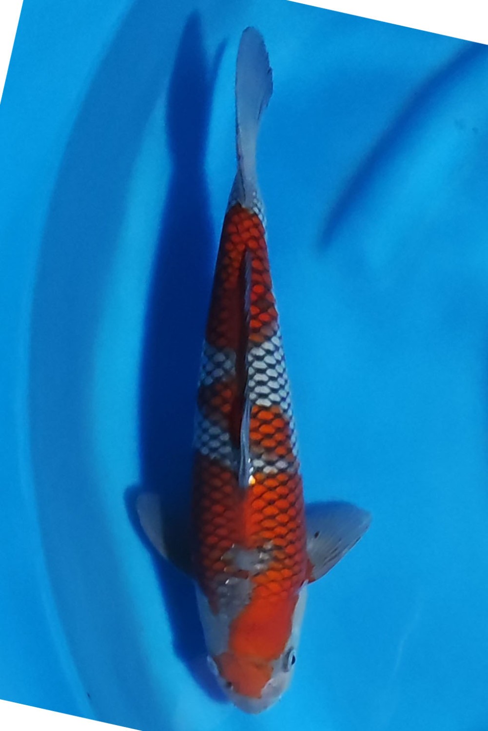 Juara 1