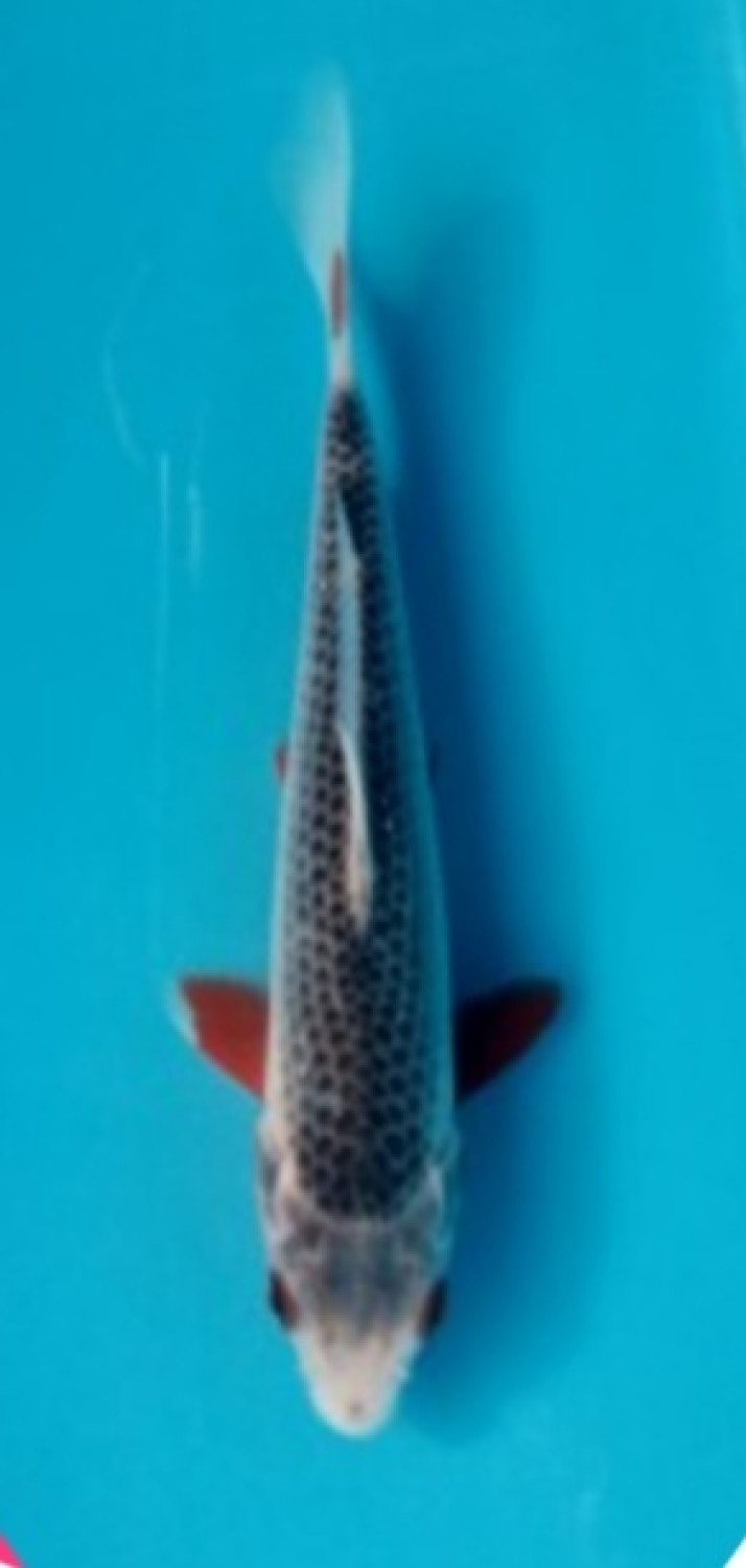 Juara 1