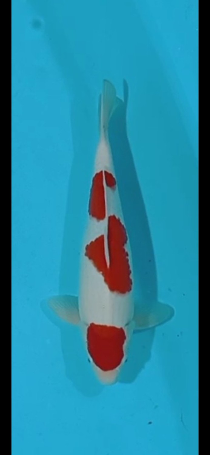 Juara 2