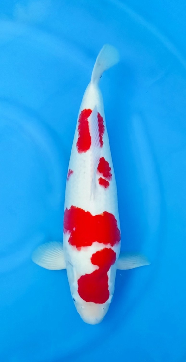 Juara 5