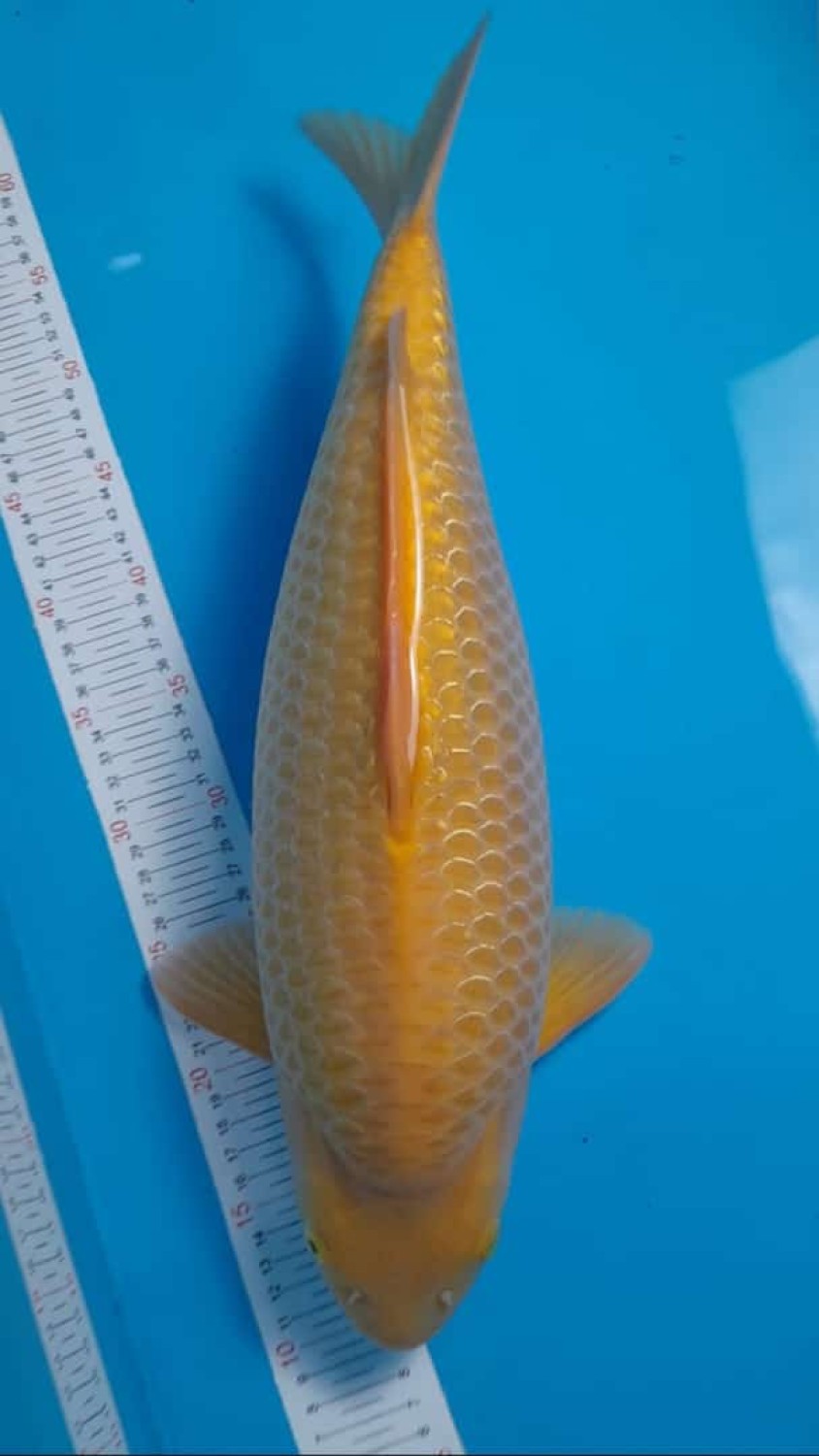 Juara 1