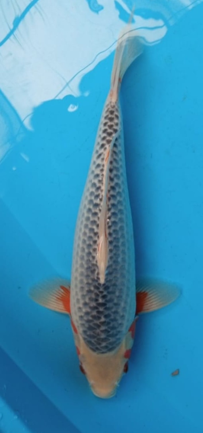 Juara 1