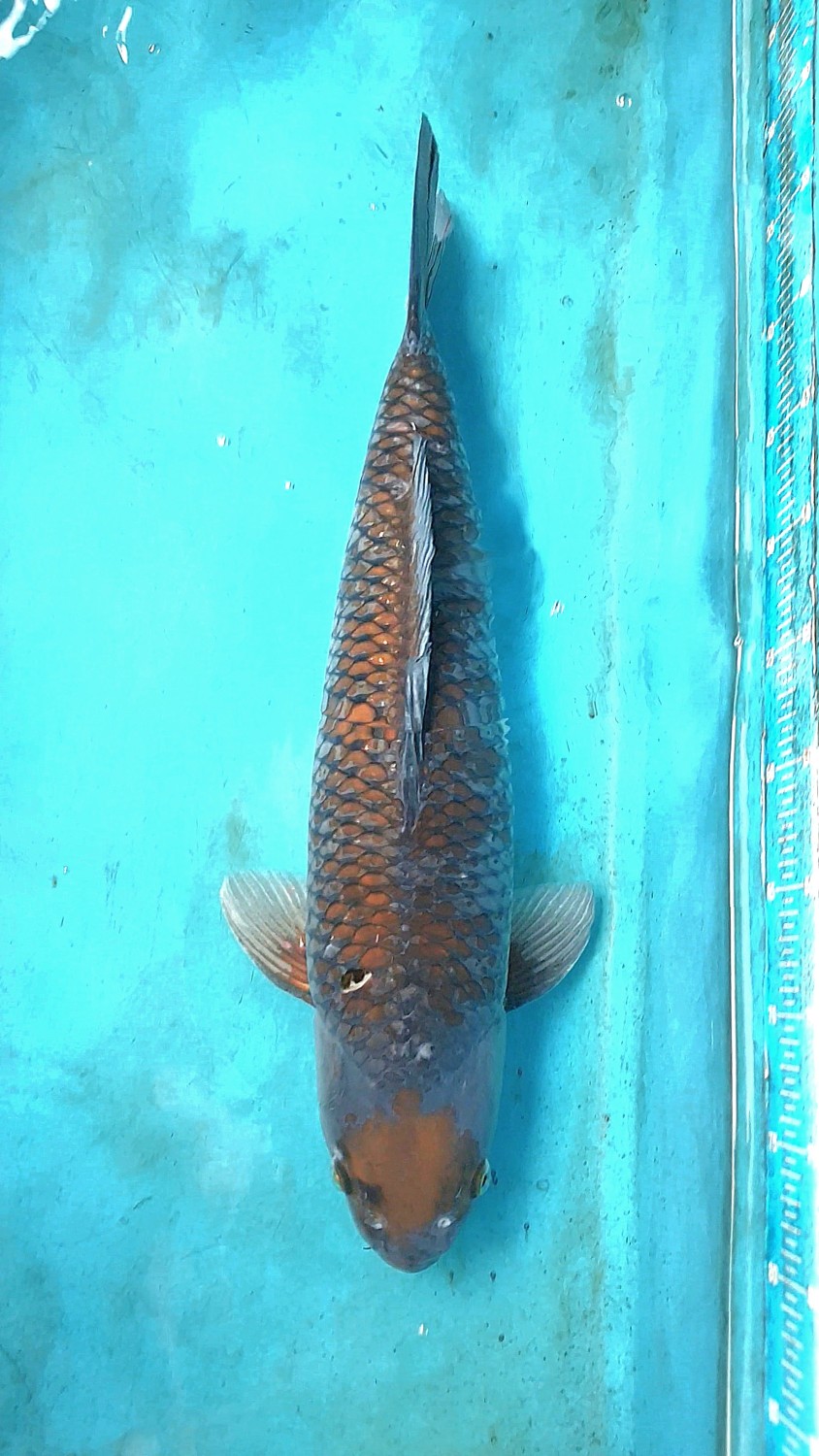 Juara 1