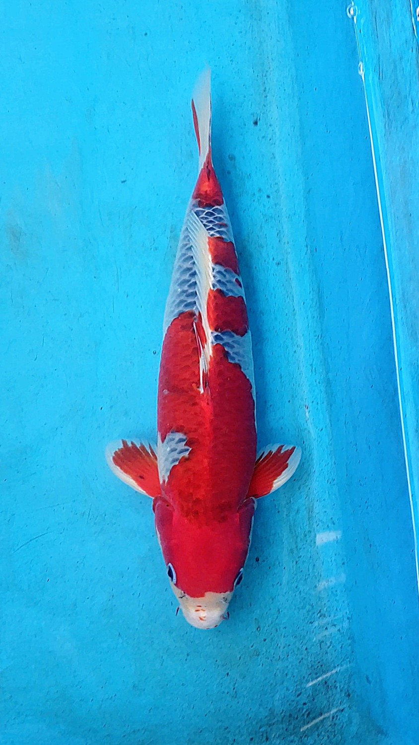 Juara 5
