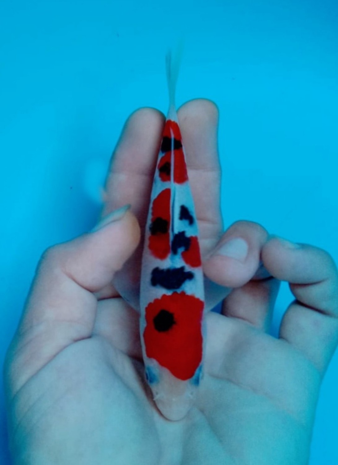 Best In Size A Up To 12 cm