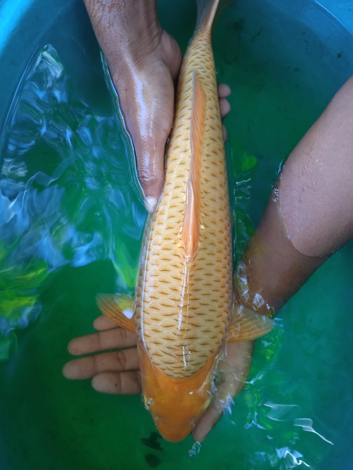 Juara 1