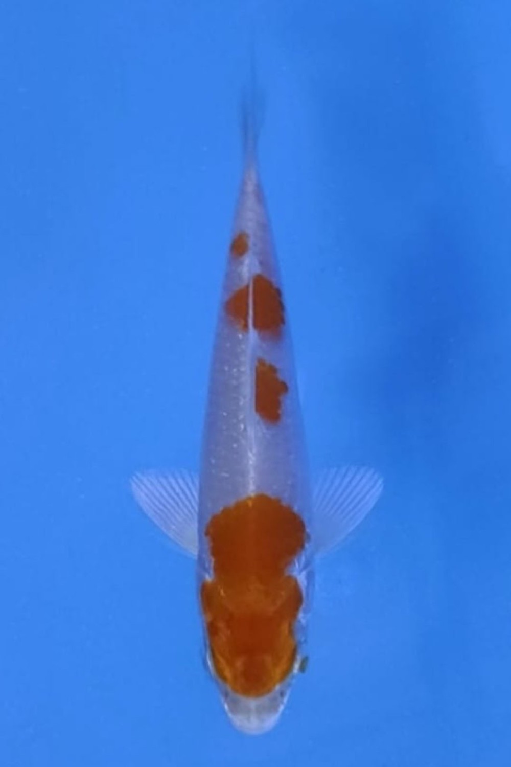 Juara 5