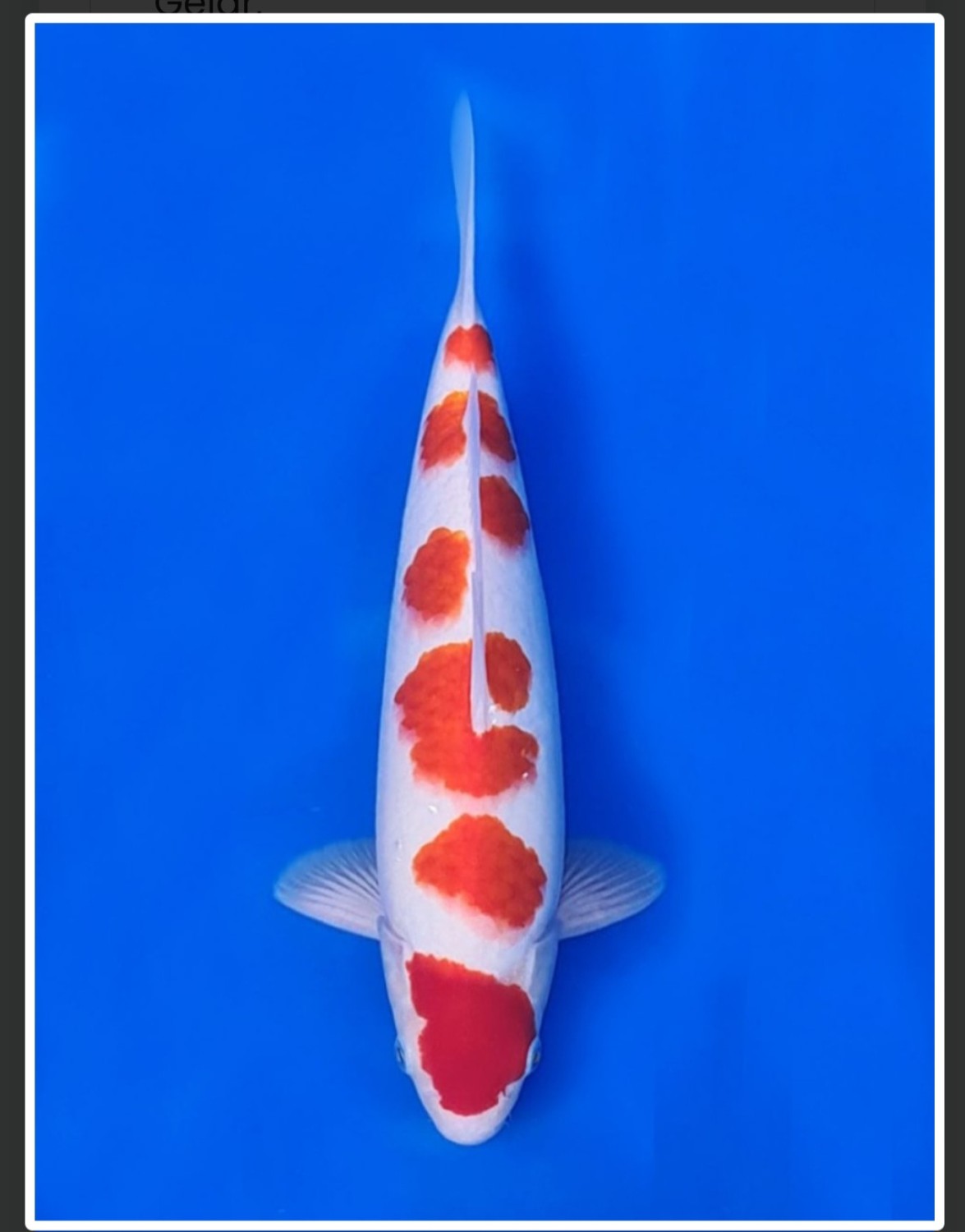 Juara 4