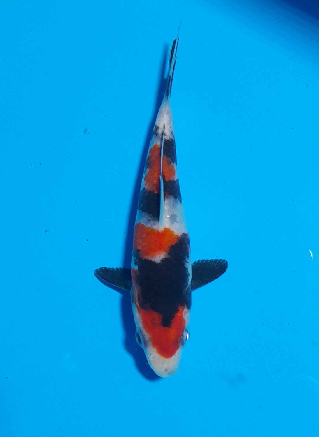 Juara 1