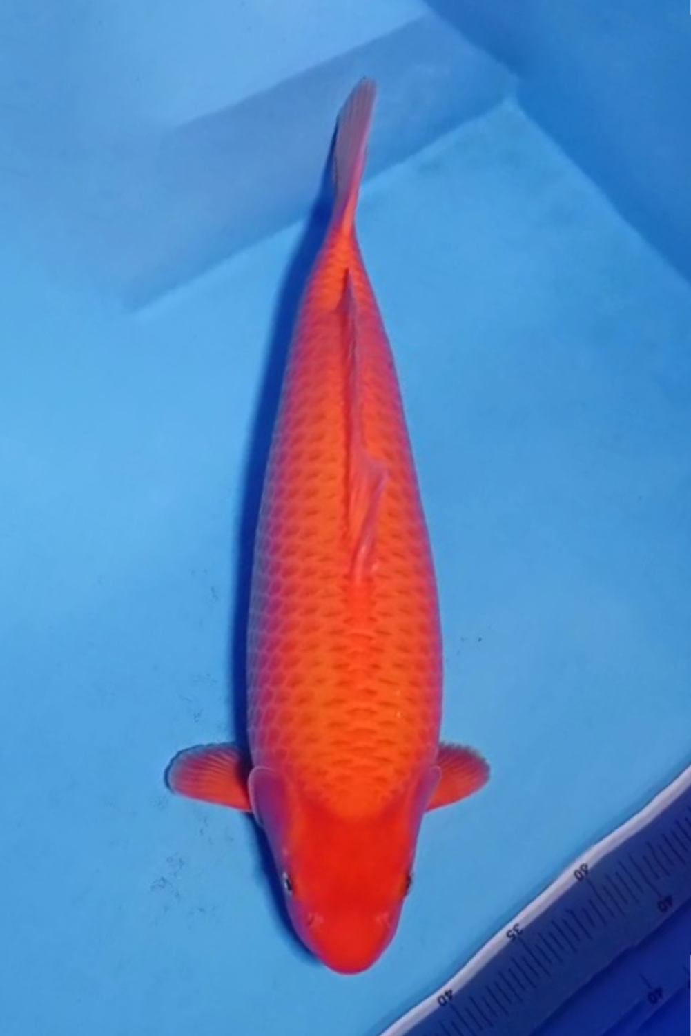 Juara 4