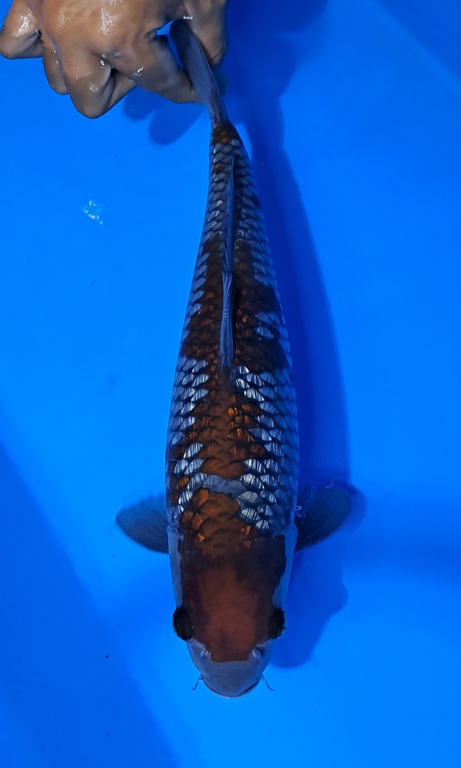 Juara 3