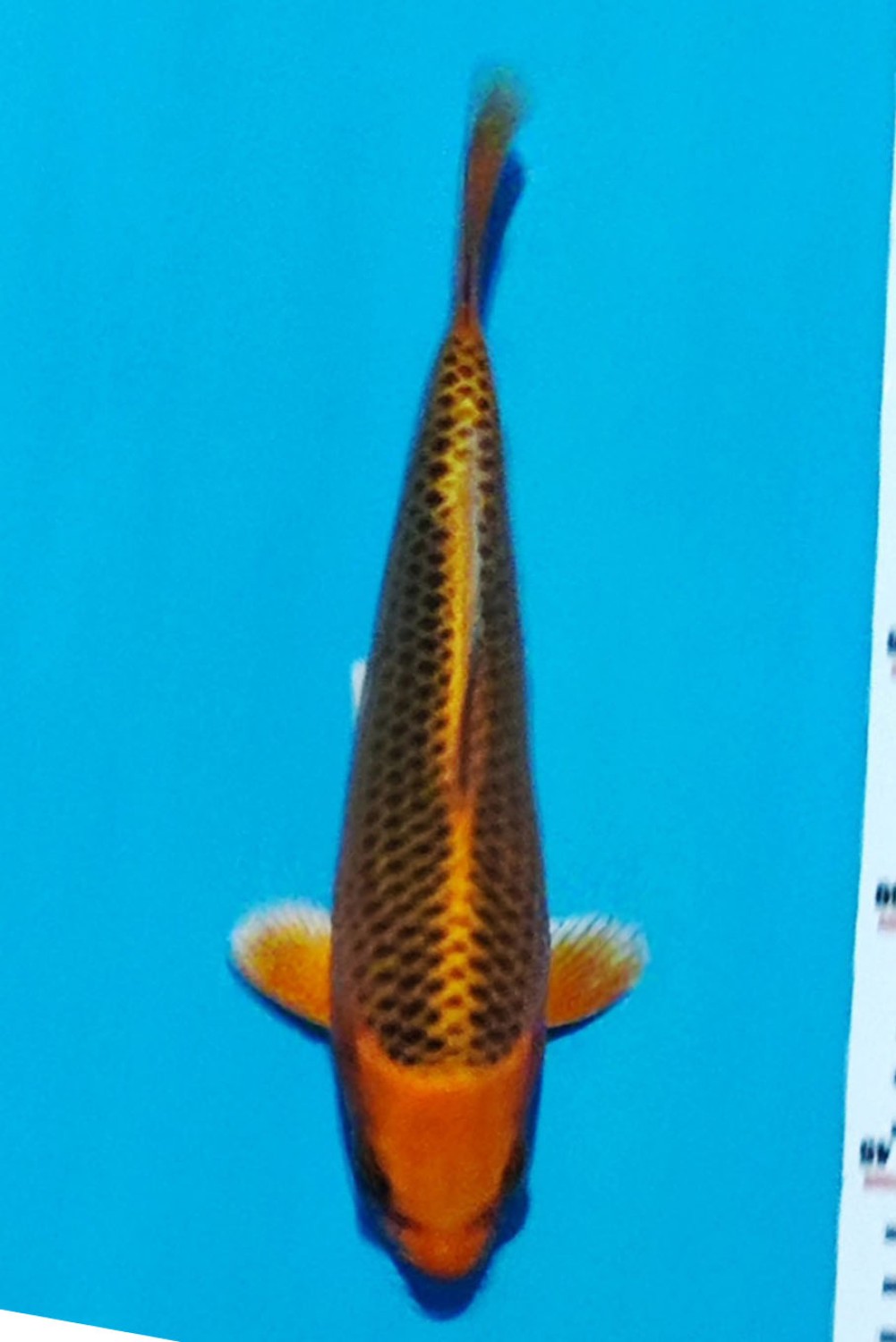 Juara 1