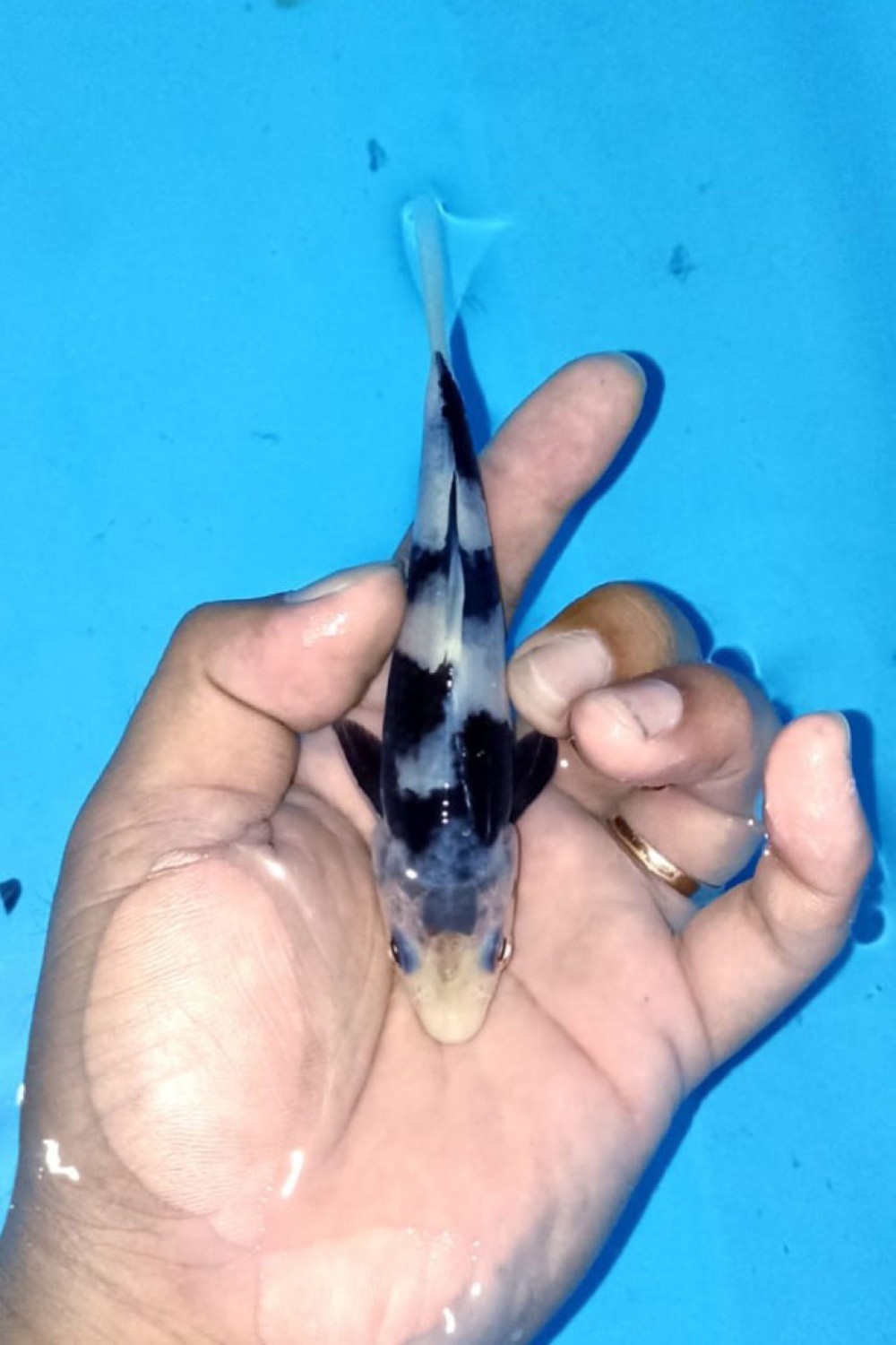Juara 5