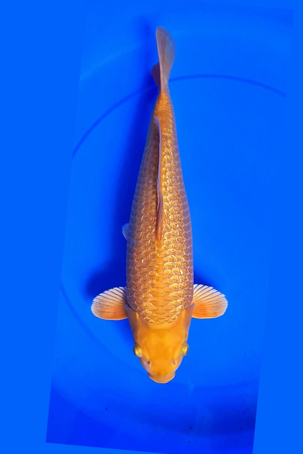 Best In Size E 51 - 55 cm
