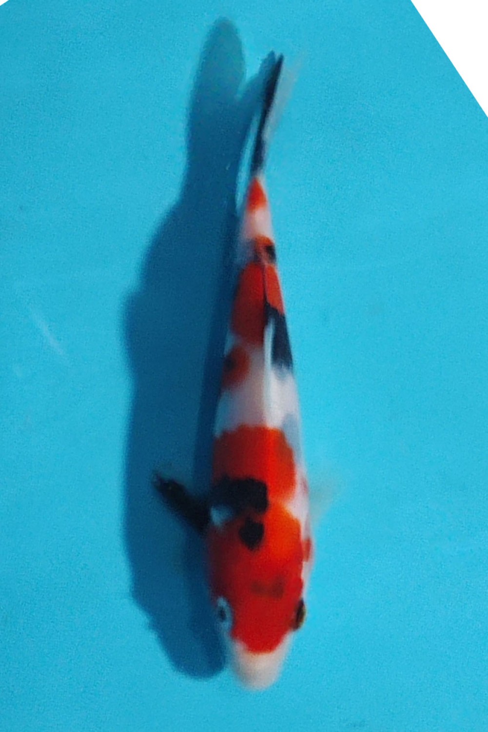 Juara 5