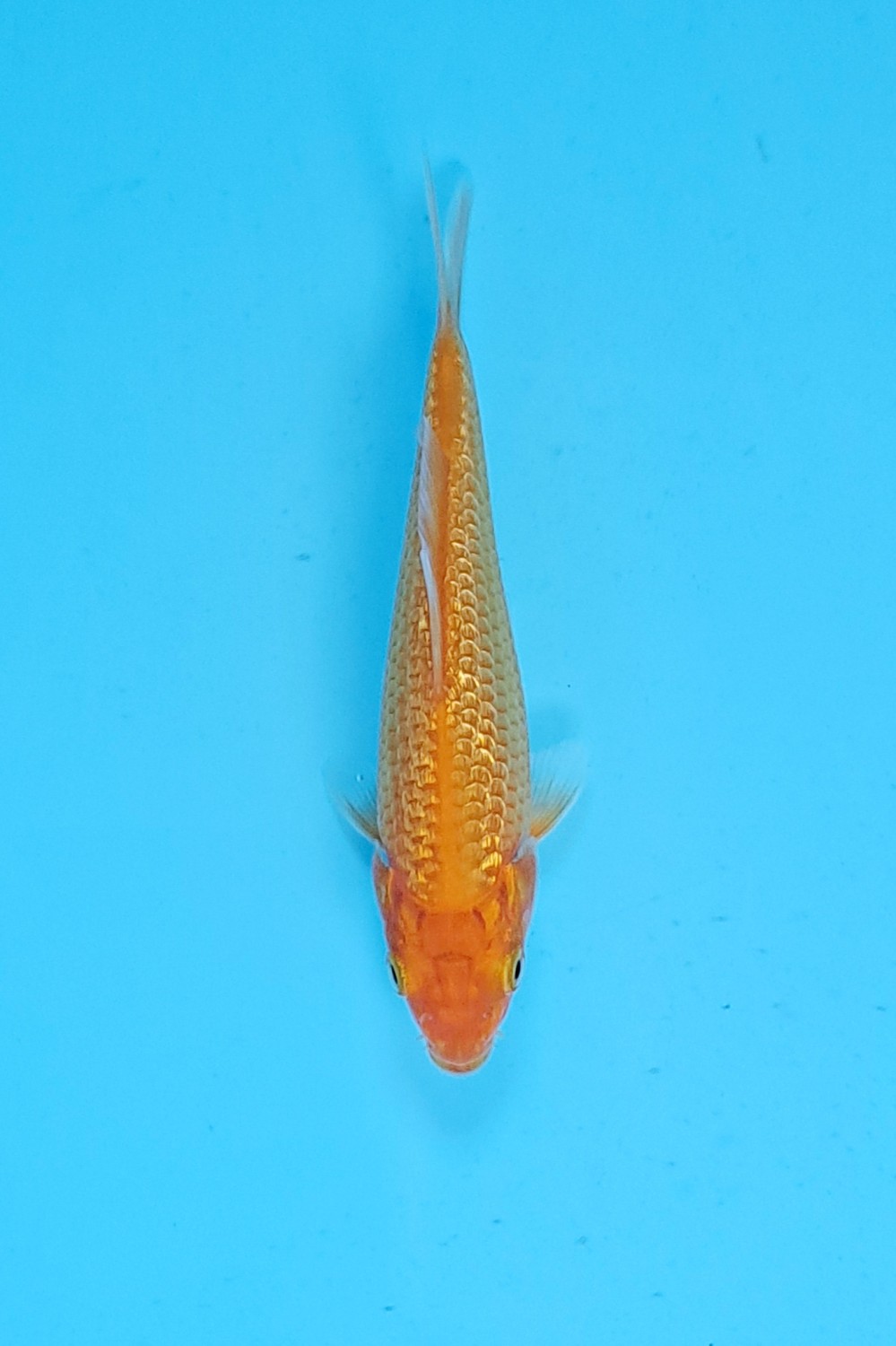 Juara 1