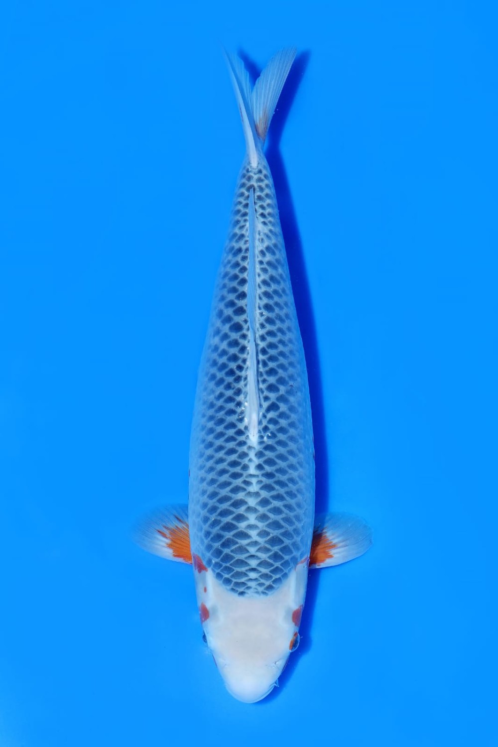 Juara 1