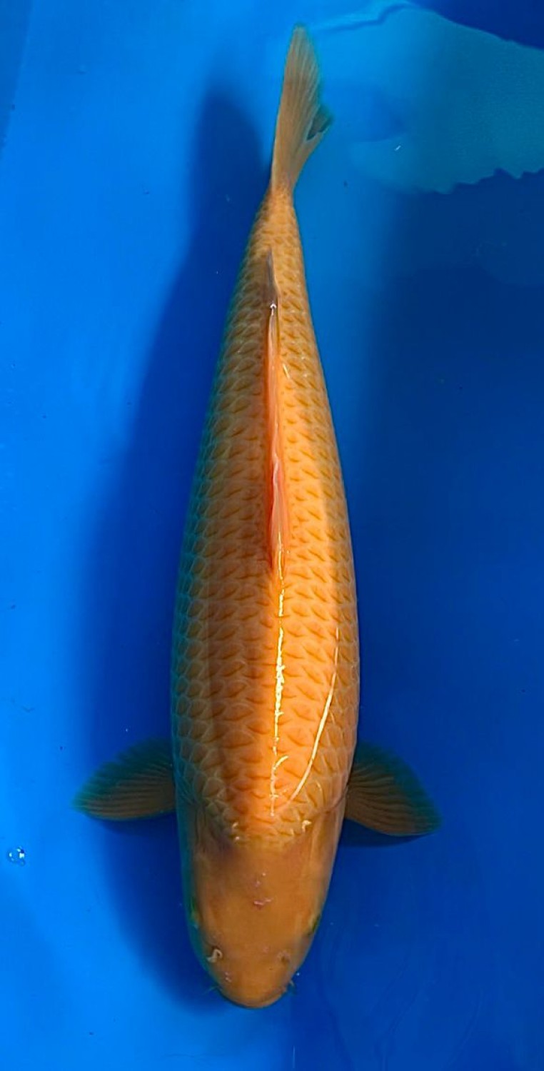 Juara 2