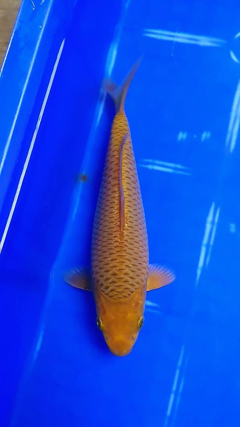 Juara 2