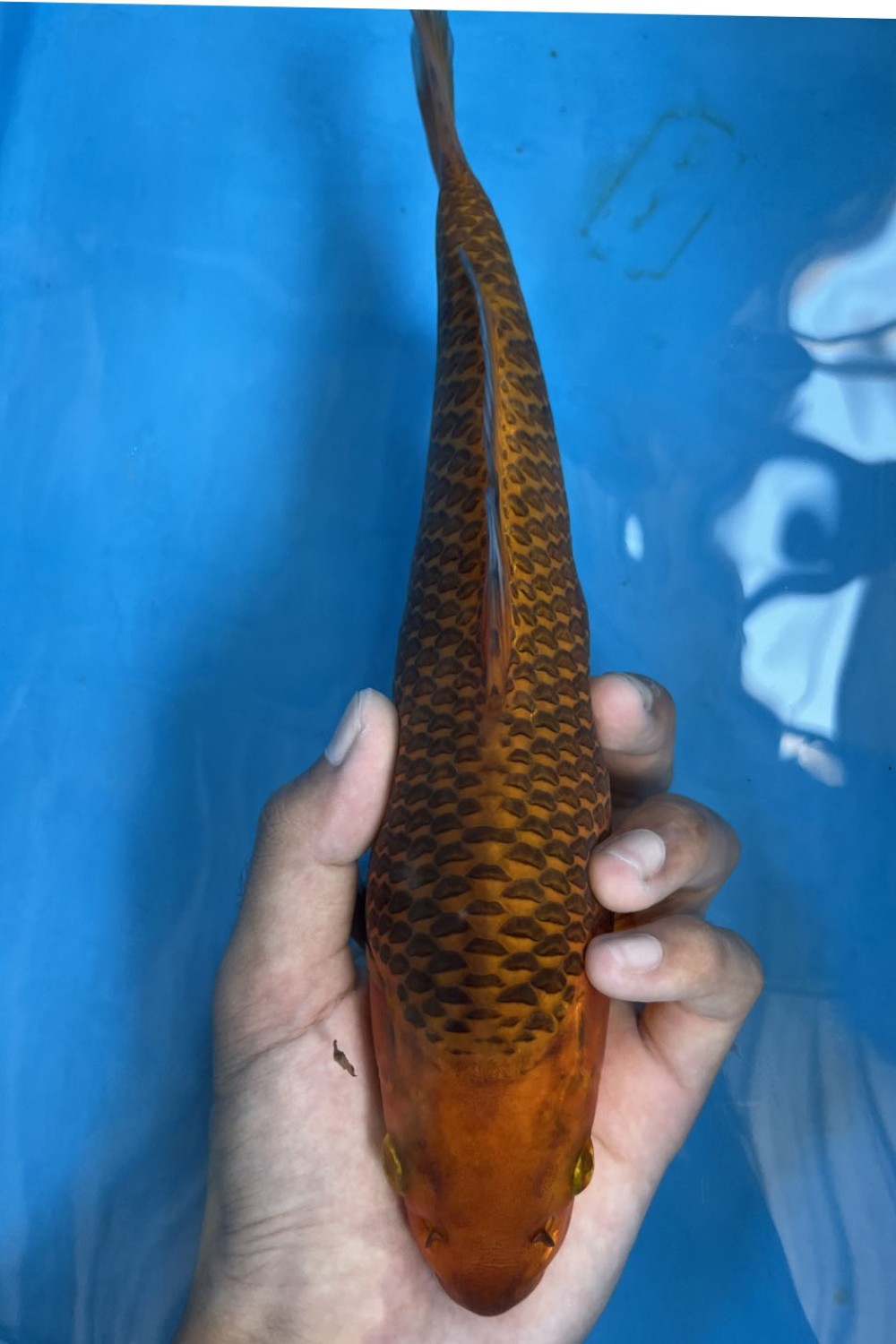 Juara 1