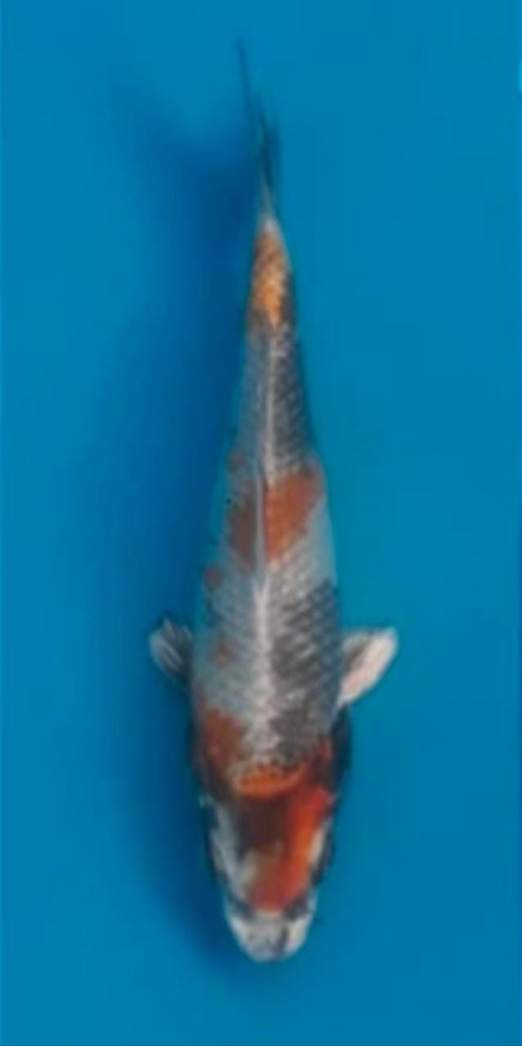 Juara 2