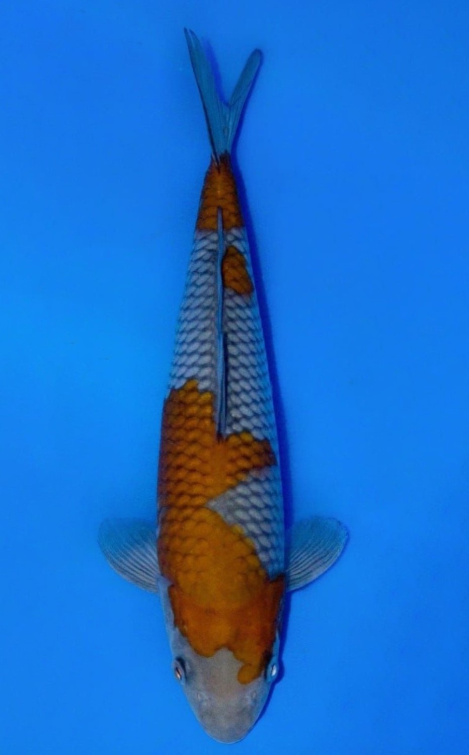 Juara 3