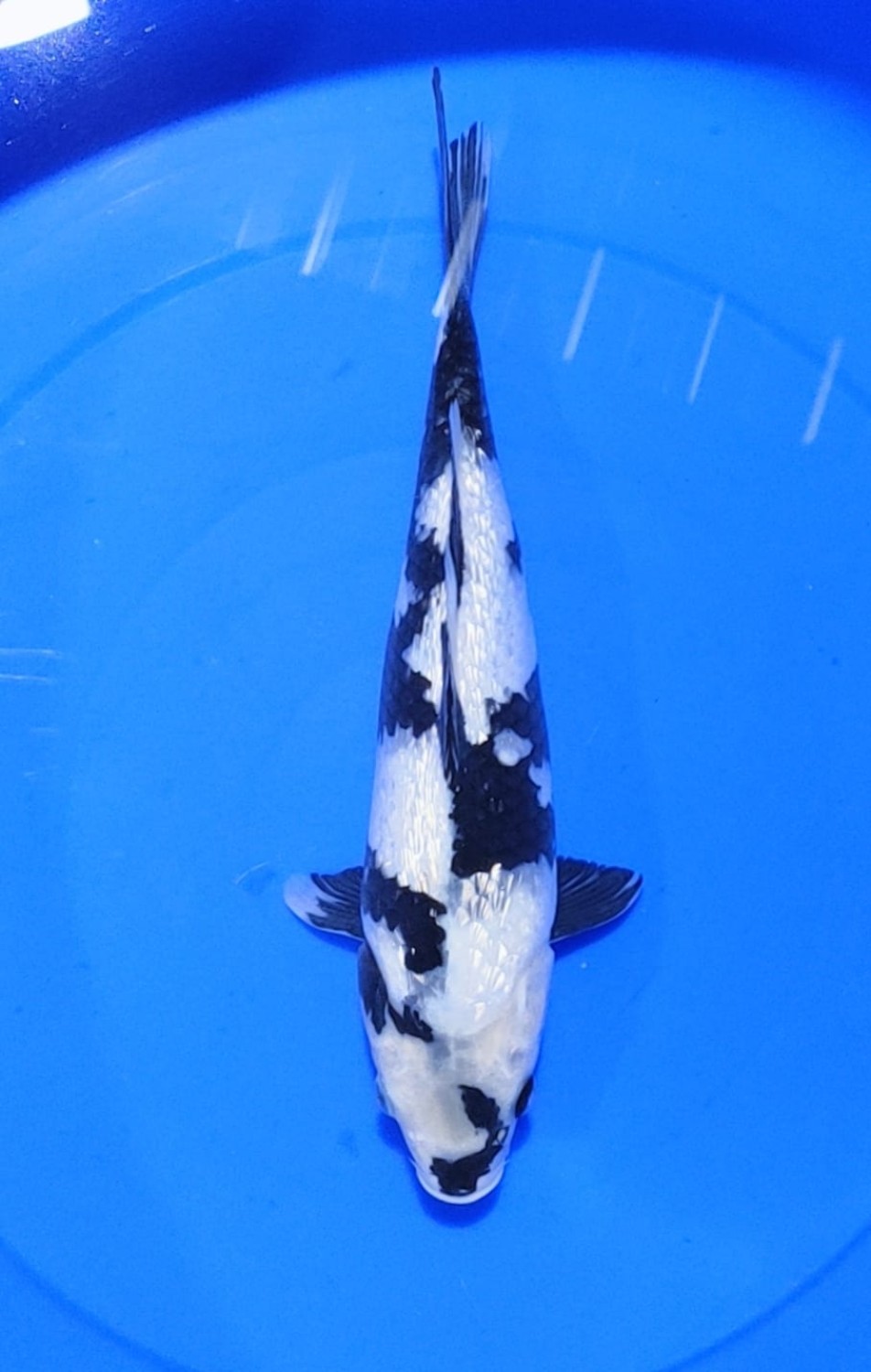 Juara 4