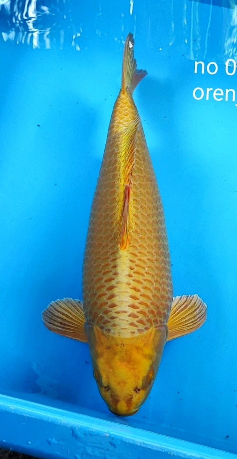 Juara 1