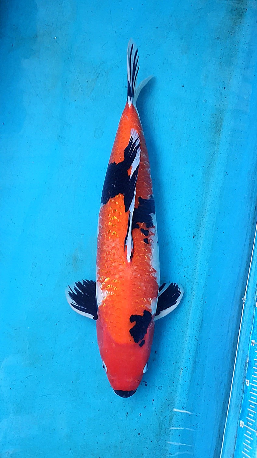 Juara 4