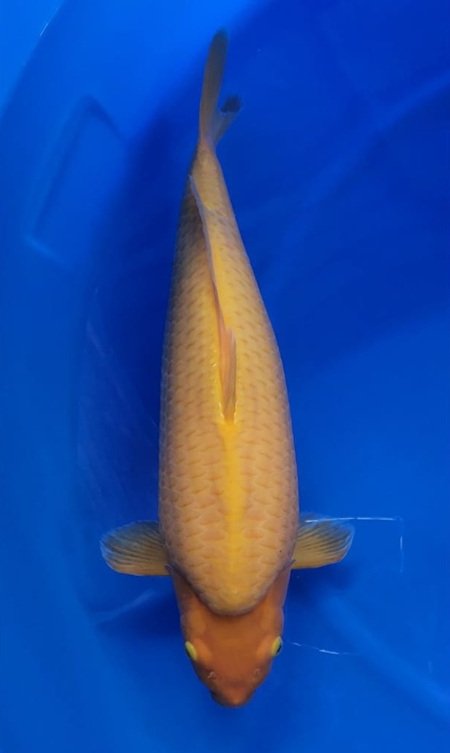Juara 2