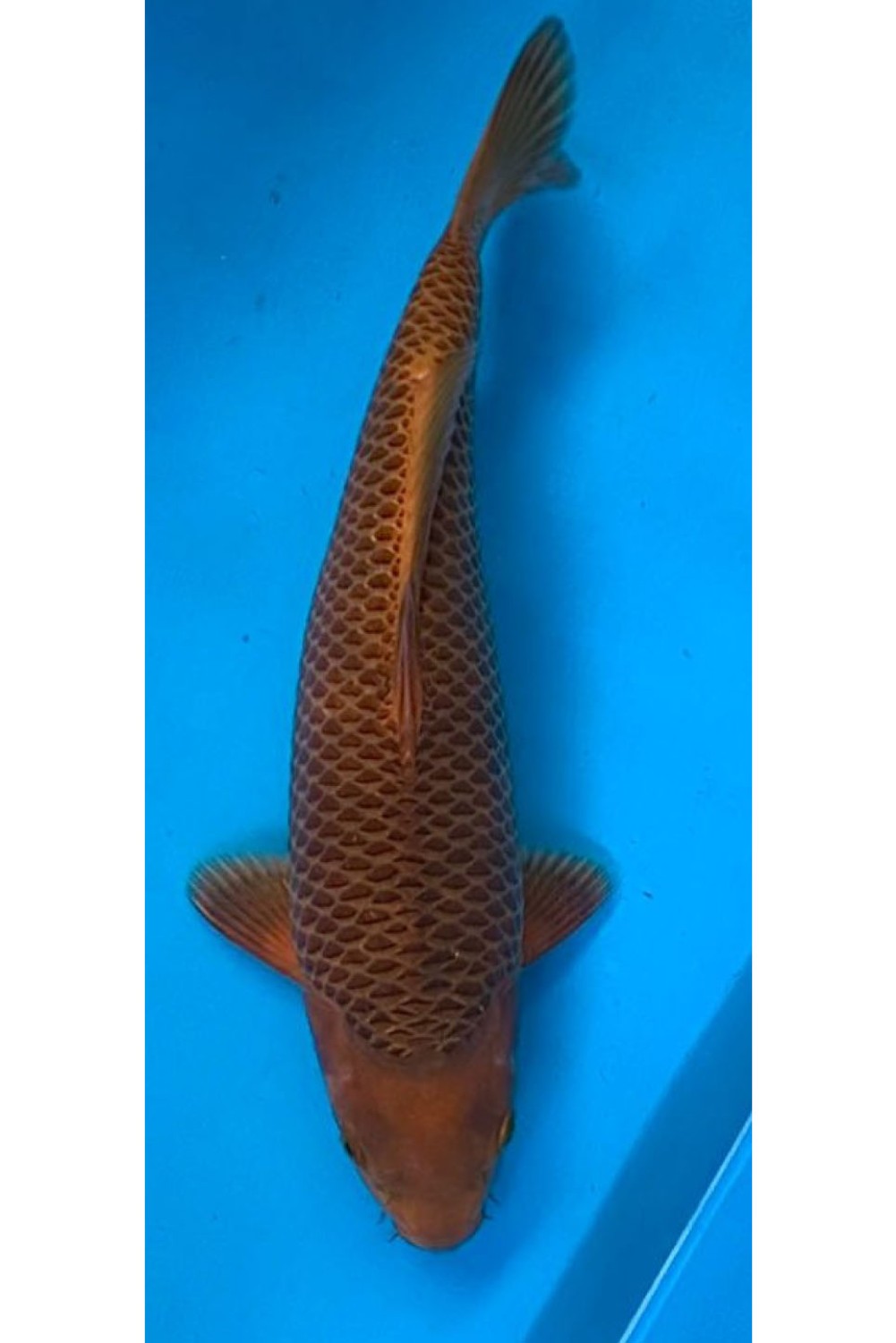 Juara 4