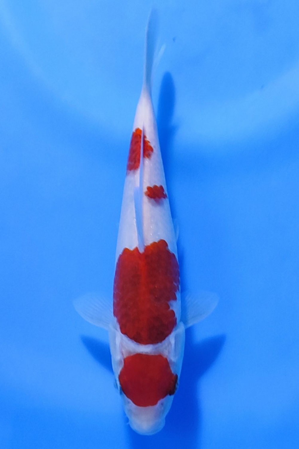 Juara 5