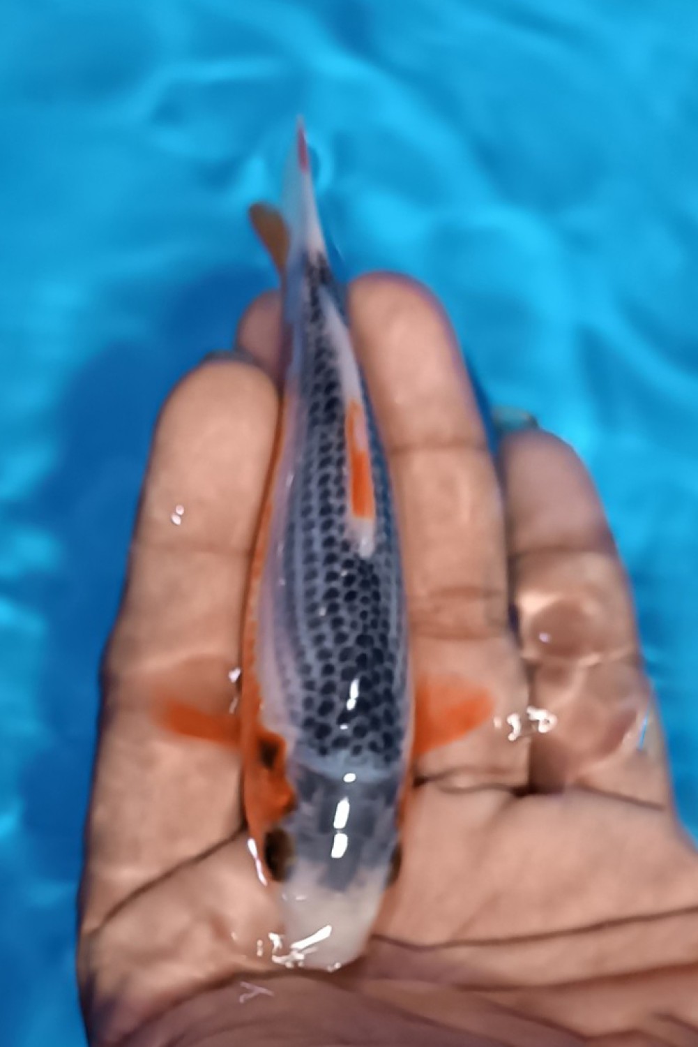 Juara 1